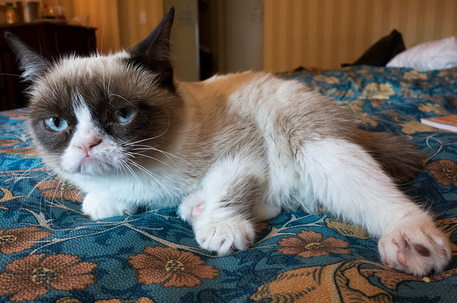 grumpy-cat